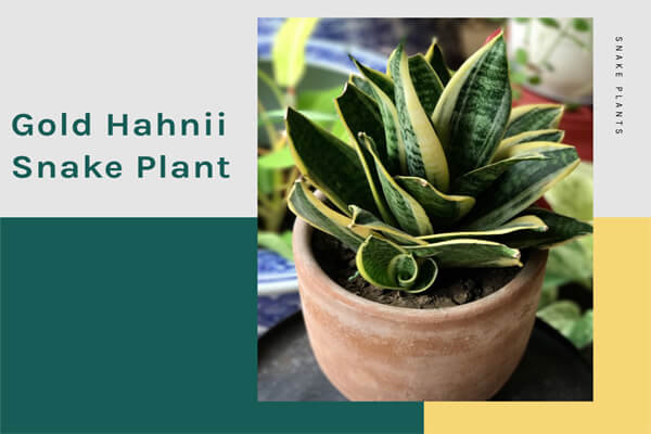 Gold Hahnii Snake Plant
