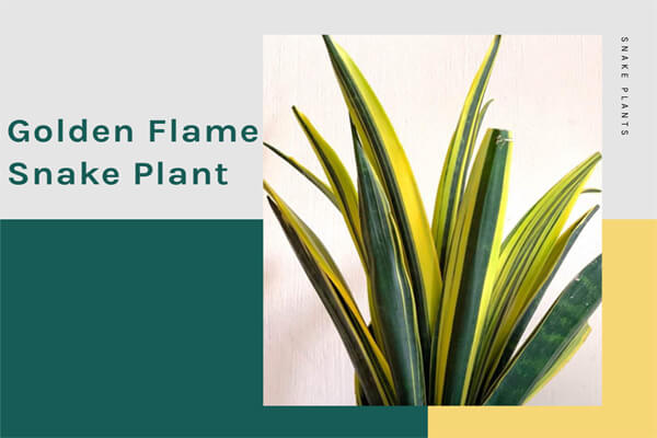 Golden Flame Snake Plant