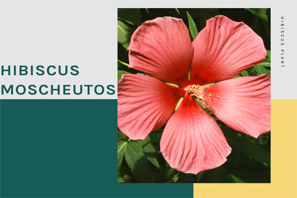 Hibiscus Moscheutos