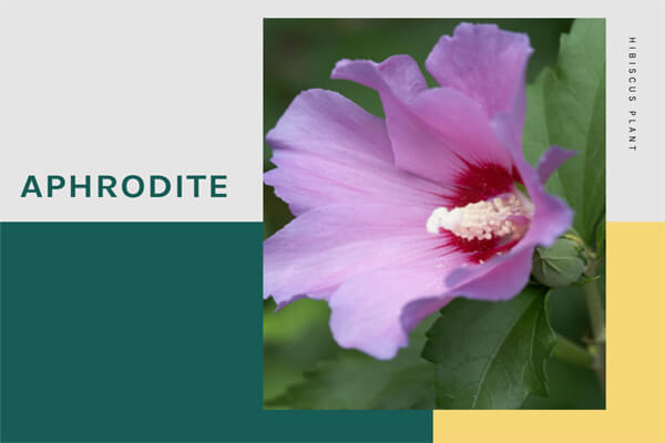 Aphrodite