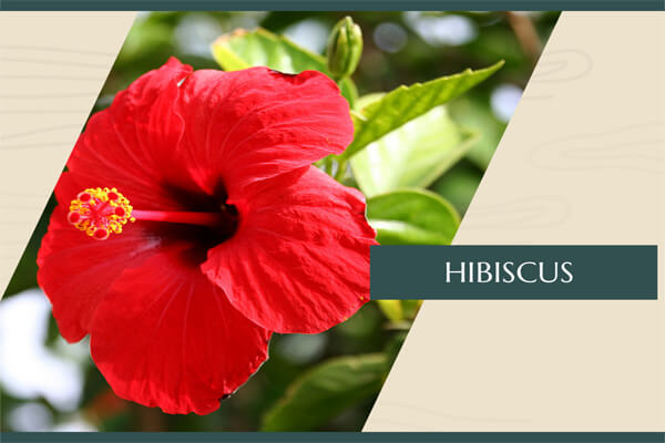 Hibiscus