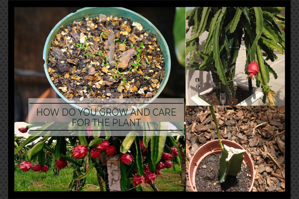 How do you grow and care for the plant?