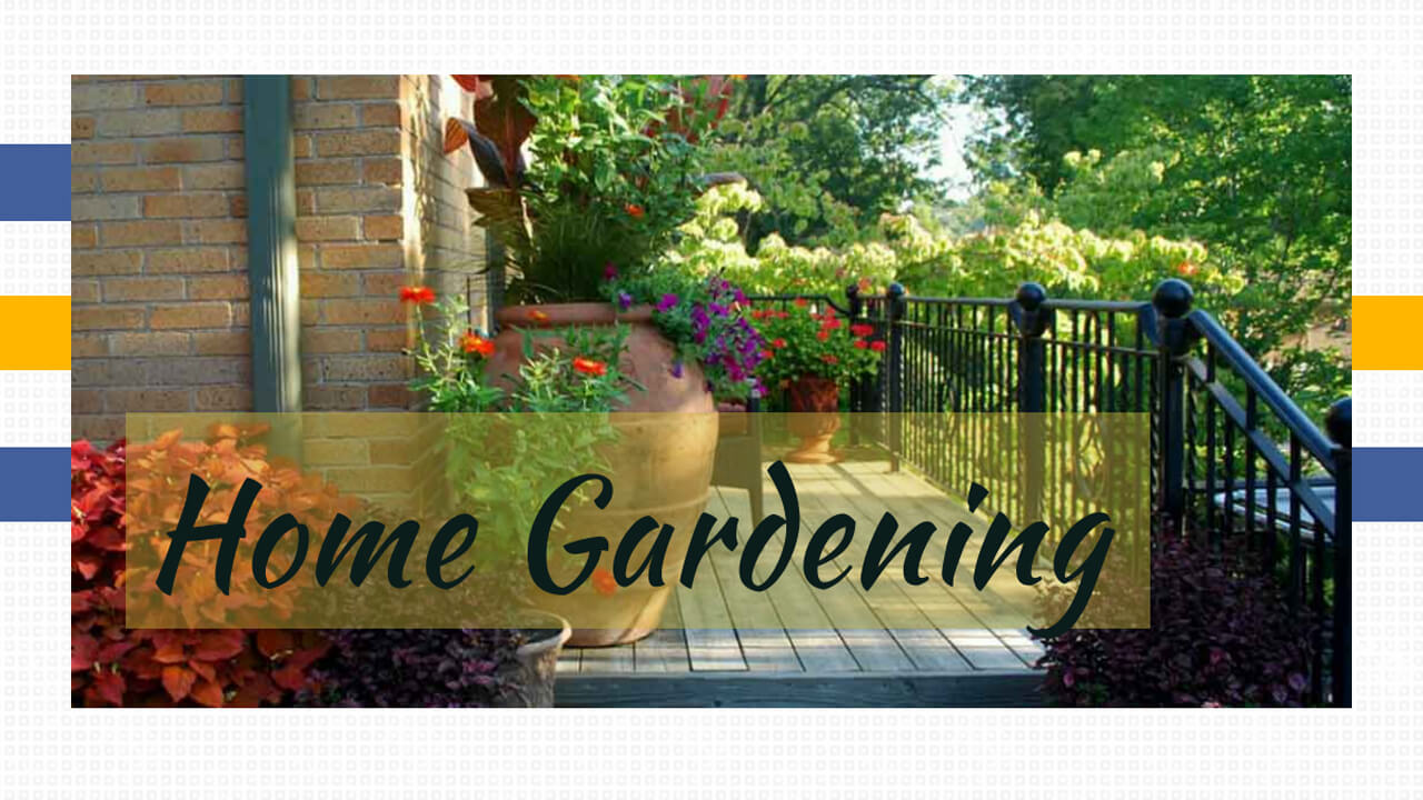 Home Gardening-Your Contribution to Save Environment
