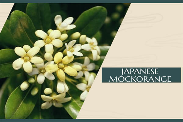  Japanese Mockorange
