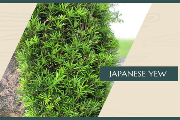 Japanese Yew