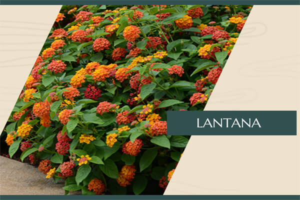 Lantana