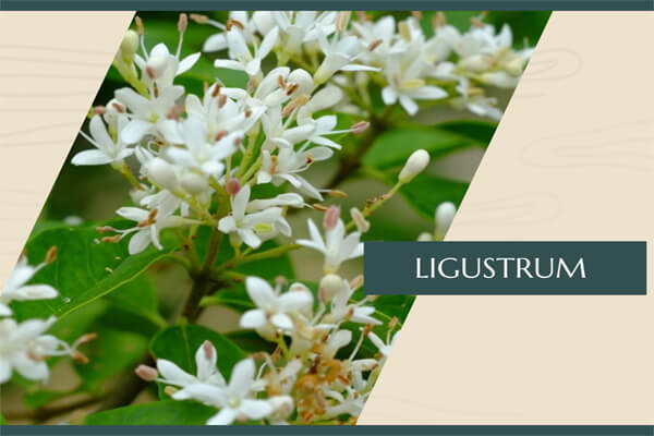Ligustrum