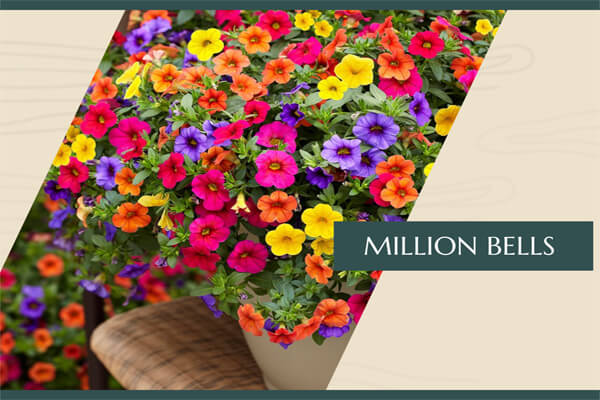 Million Bells