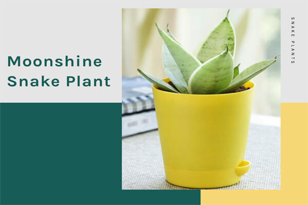 Moonshine Snake Plant