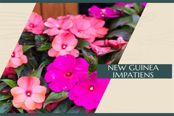 New Guinea Impatiens