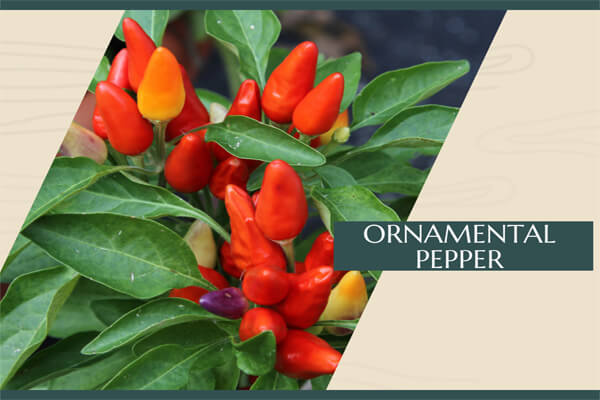 Ornamental Pepper