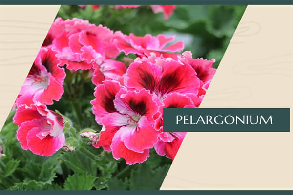 Pelargonium