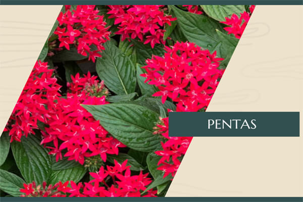 Pentas