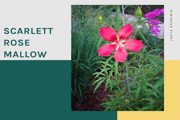 Scarlett Rose Mallow