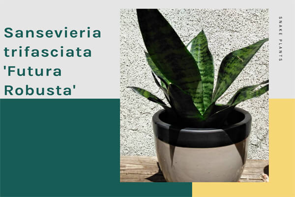 Sansevieria trifasciata 'Futura Robusta'
