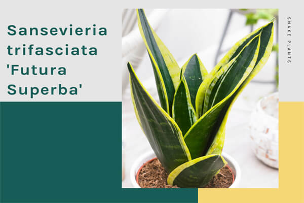 Sansevieria trifasciata 'Futura Superba'
