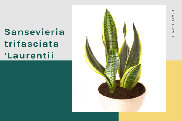 Sansevieria trifasciata ‘Laurentii’

