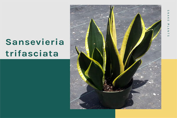 Sansevieria trifasciata 