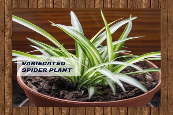 Variegated Spider Plant