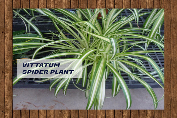 Vittatum Spider Plant