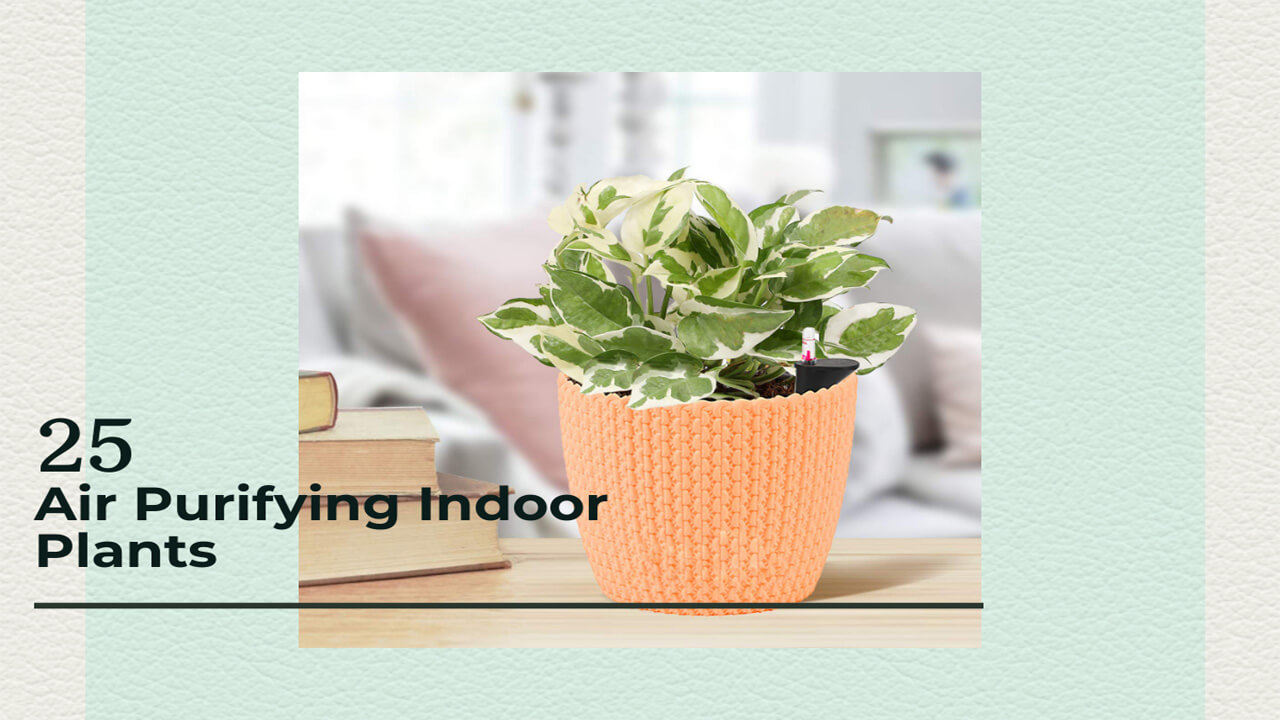 best indoor air purifying plants