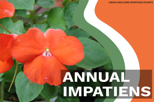 Annual Impatiens