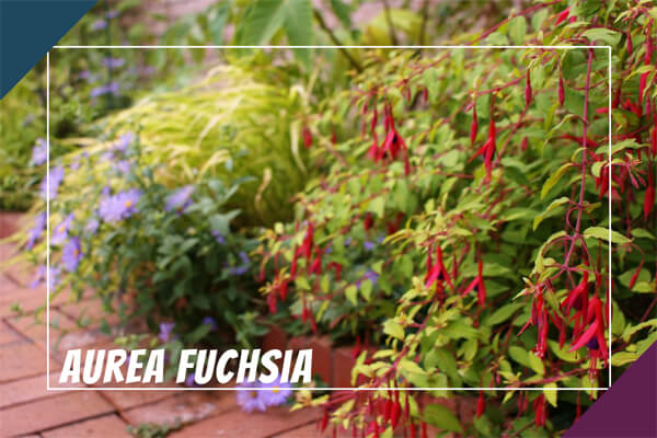 Aurea Fuchsia