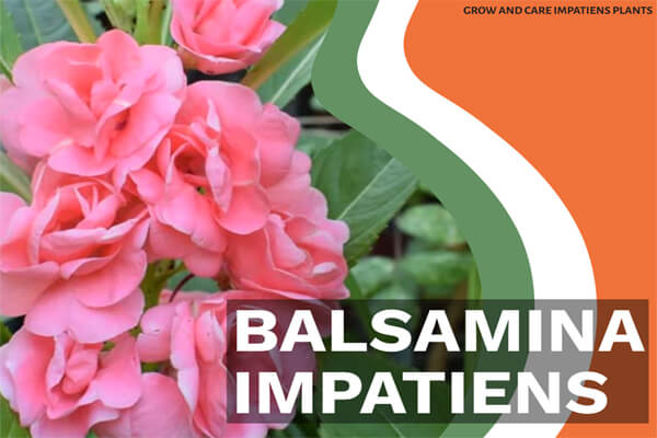 Balsamina Impatiens