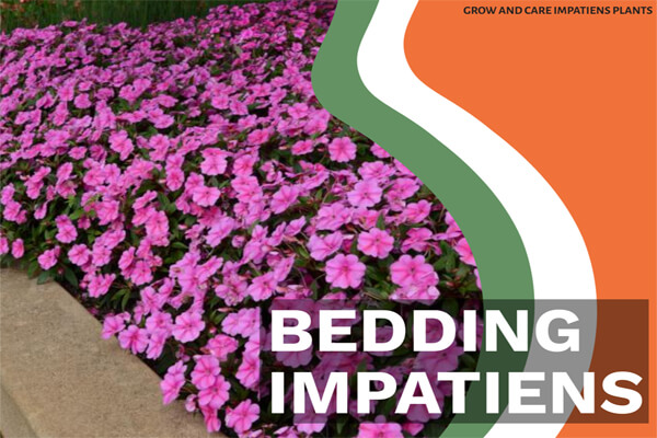 Bedding Impatiens
