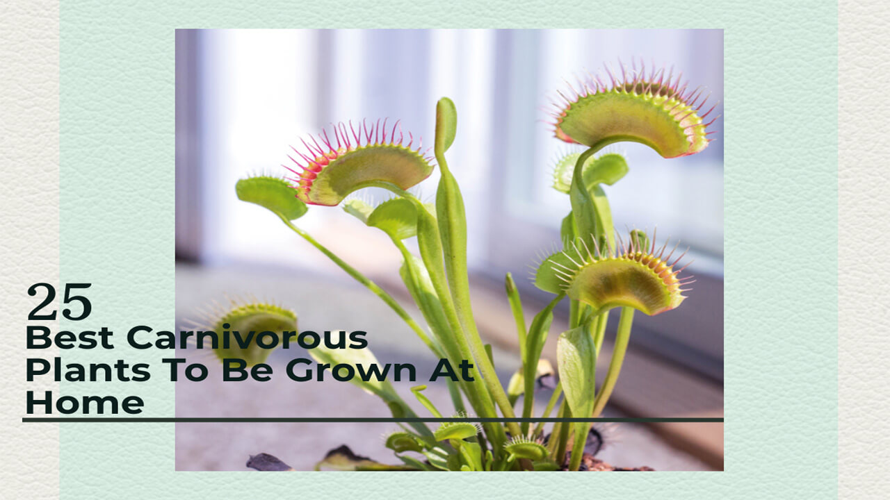 best carnivorous plants - banner