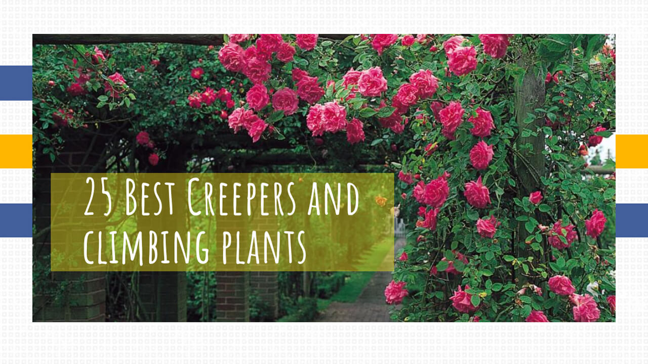 Best Climbing Plants and Creeper Plants for your Garden