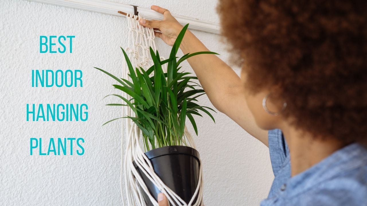 best indoor hanging plants