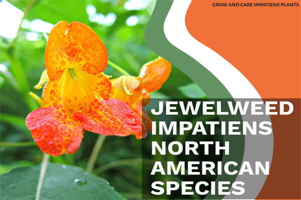 Jewelweed Impatiens