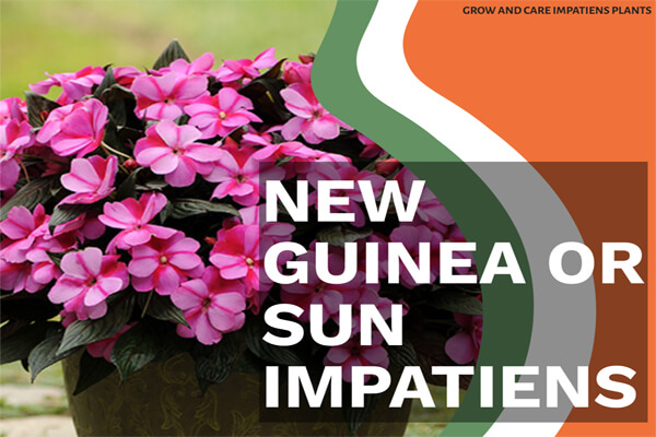 New Guinea or Sun Impatiens