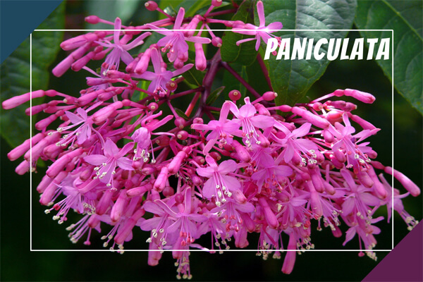 Paniculata
