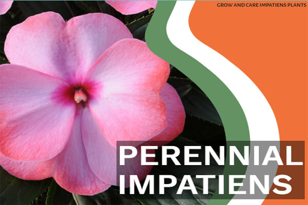 Perennial Impatiens
