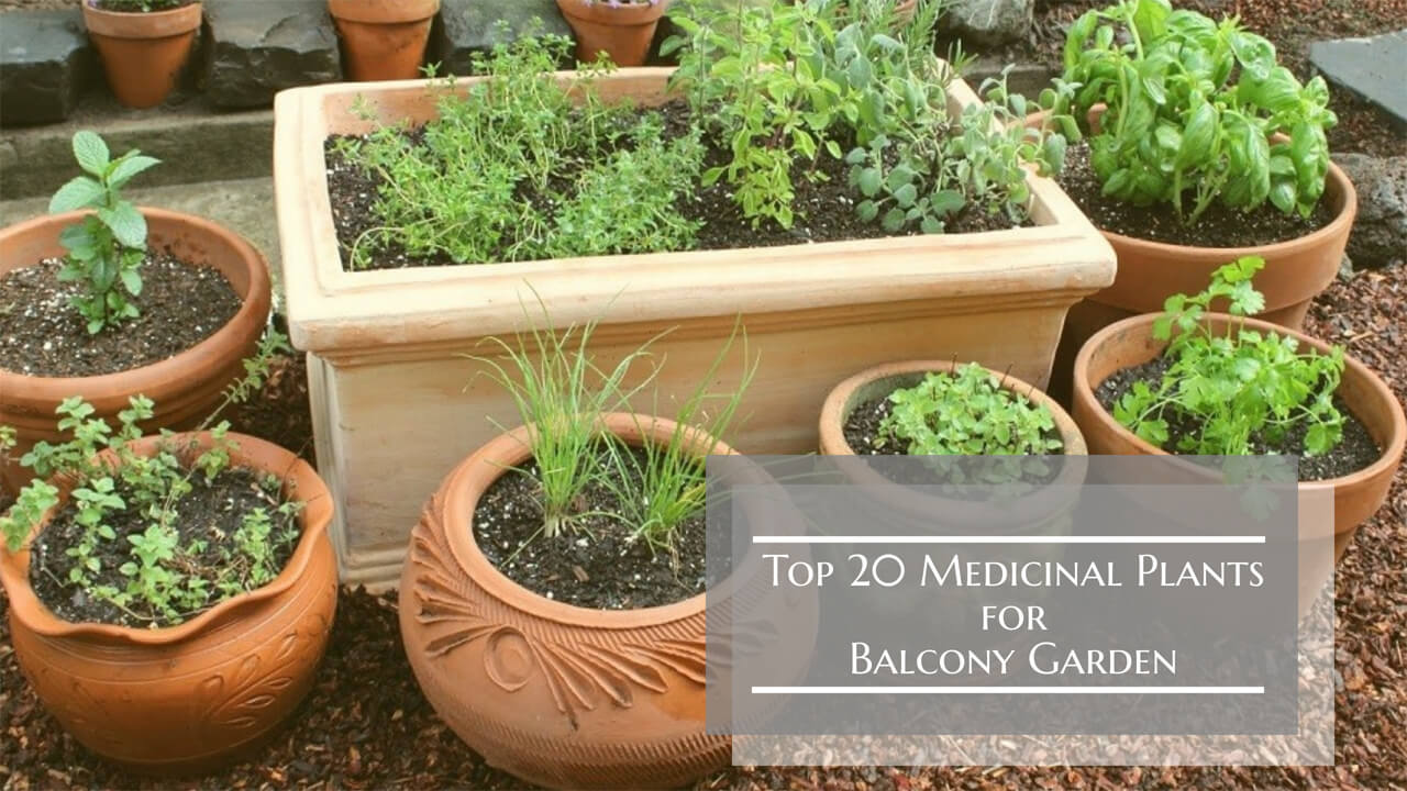 top 20 medicinal plants