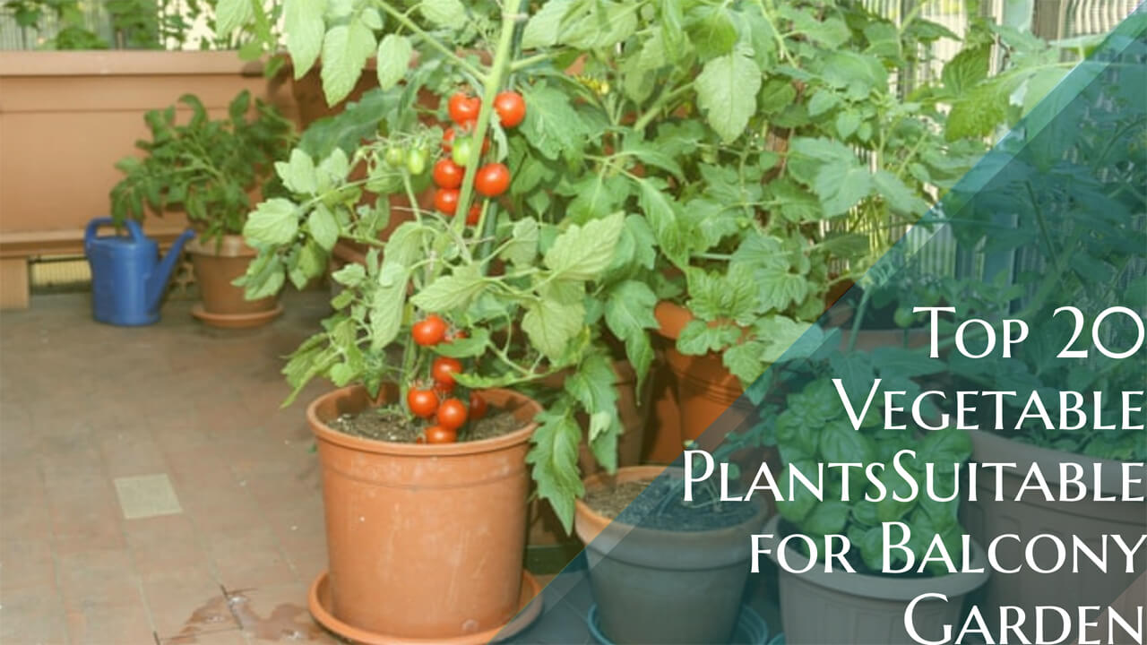 vegetable plants for balcony garden