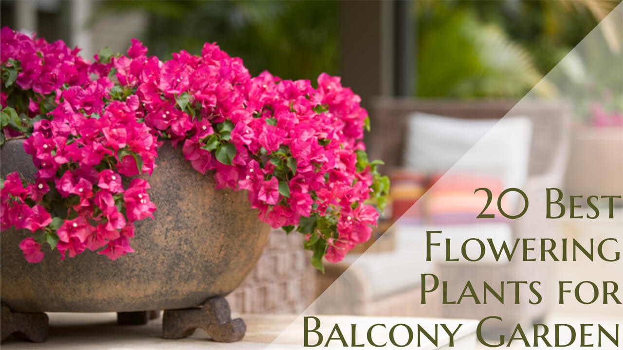 flower plants for balcony