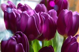 tulip purple